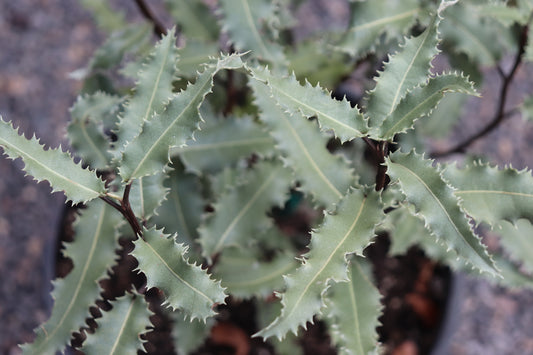 *RETAIL - Olearia ilicifolia