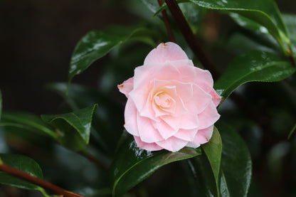 Camellia x 'Buttons n Bows'