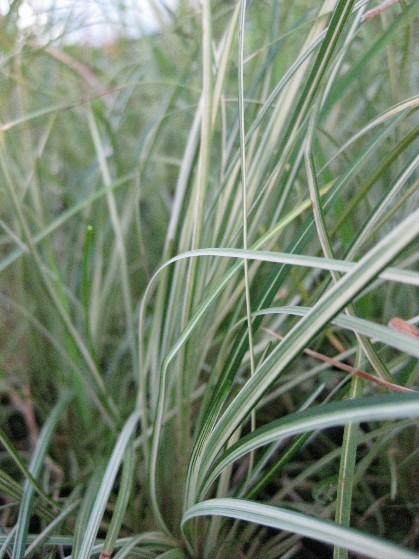 Ophiopogon japonicum 'Variegata'
