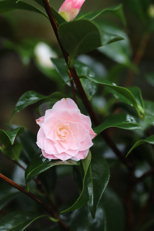 Camellia x 'Buttons n Bows'