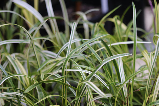 *RETAIL - Liriope muscari 'Silvery Sunproof'