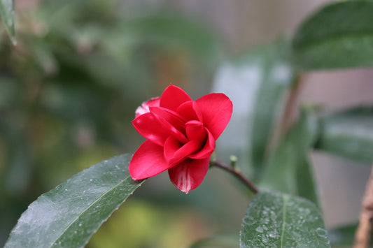 *RETAIL - Camellia japonica 'Kujaku Tsubaki'