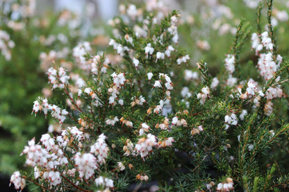 *RETAIL - Erica x darleyensis 'Mediterranean White'