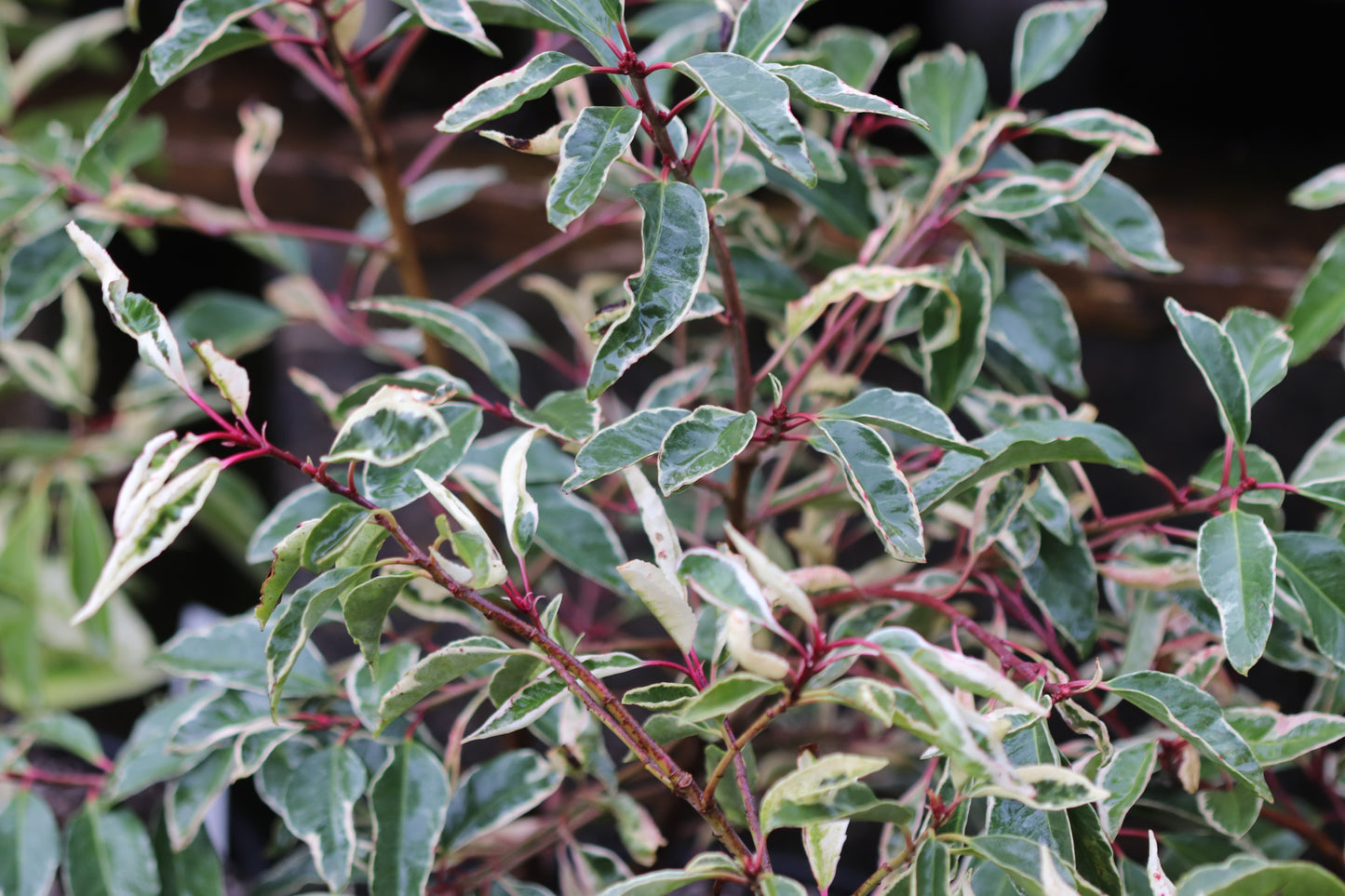 *RETAIL - Prunus lusitanica 'Variegata'