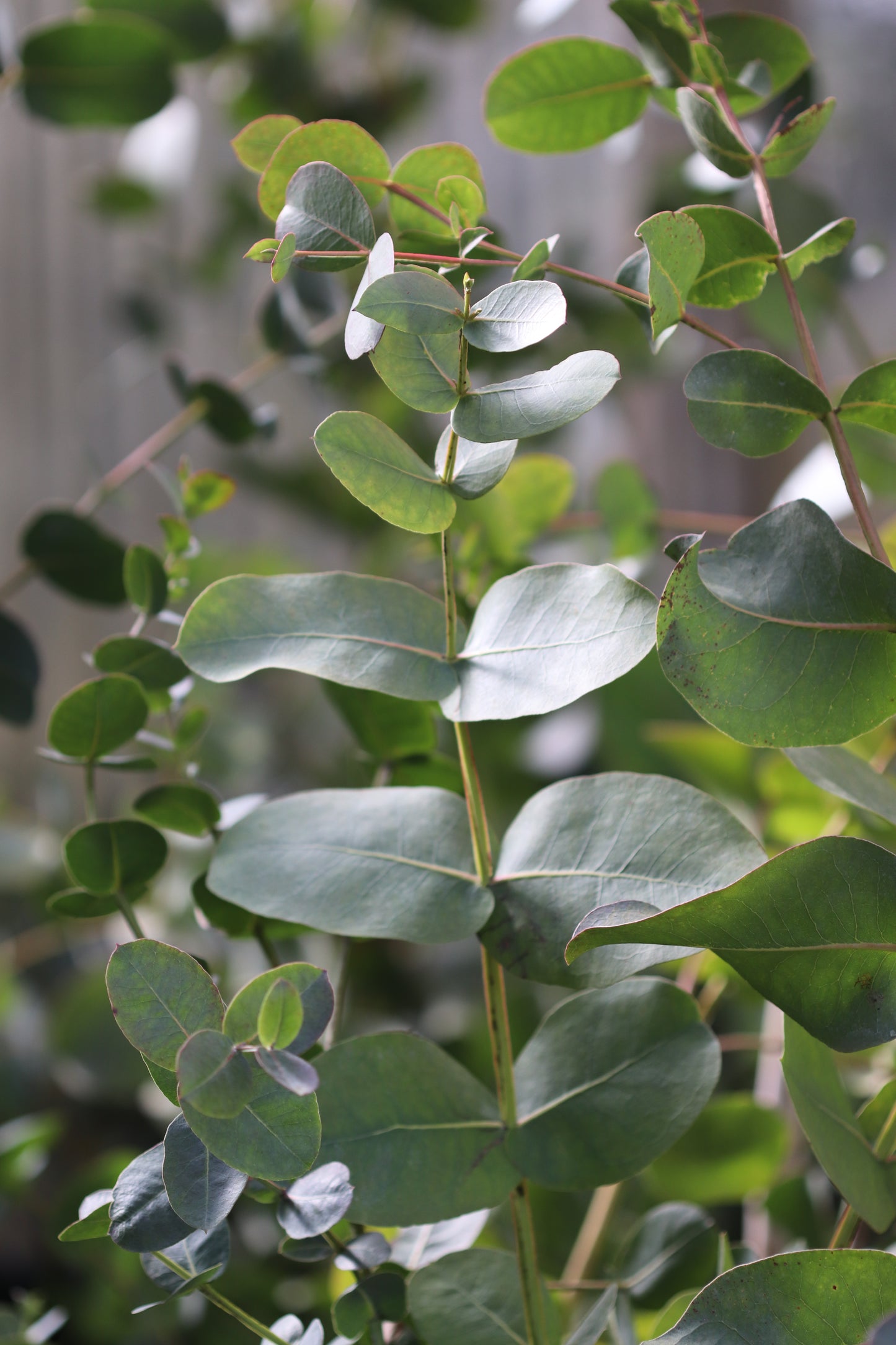 *RETAIL - Eucalyptus neglecta