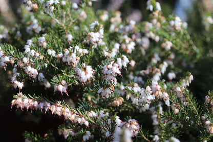 *RETAIL - Erica x darleyensis 'Mediterranean White'