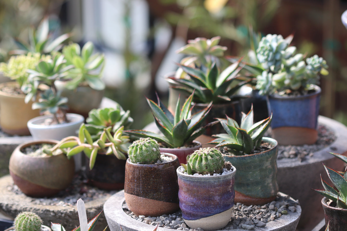 Potted Tiny Plant