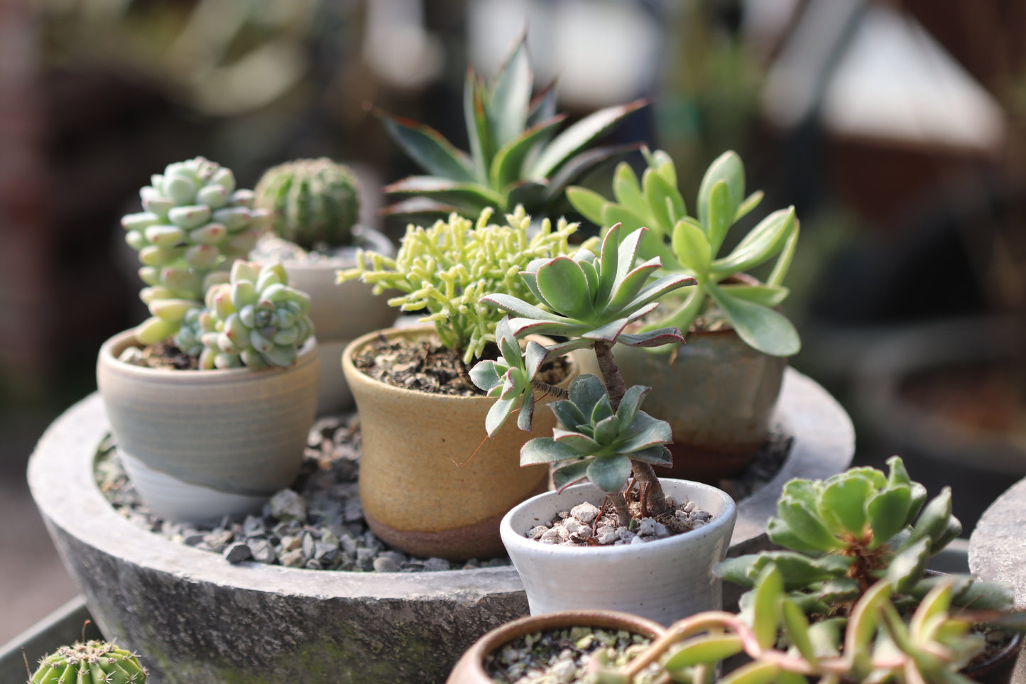 Potted Tiny Plant