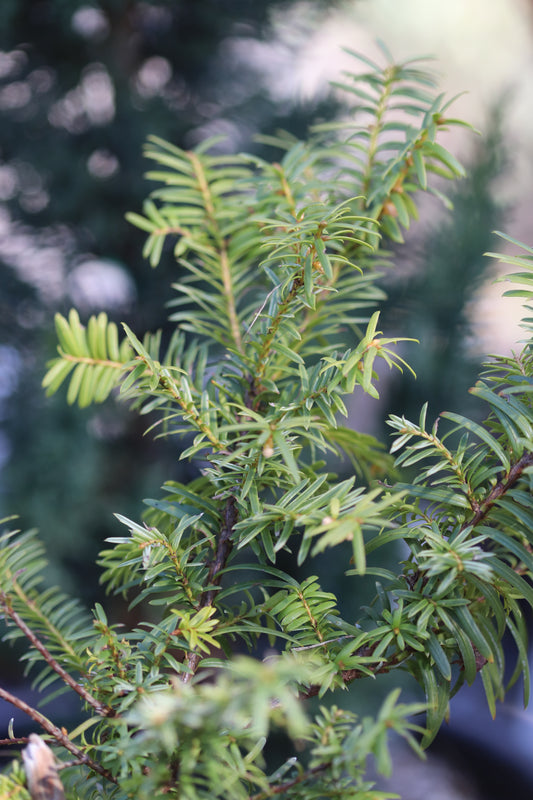 *RETAIL - Taxus baccata 'Repandans Aurea'