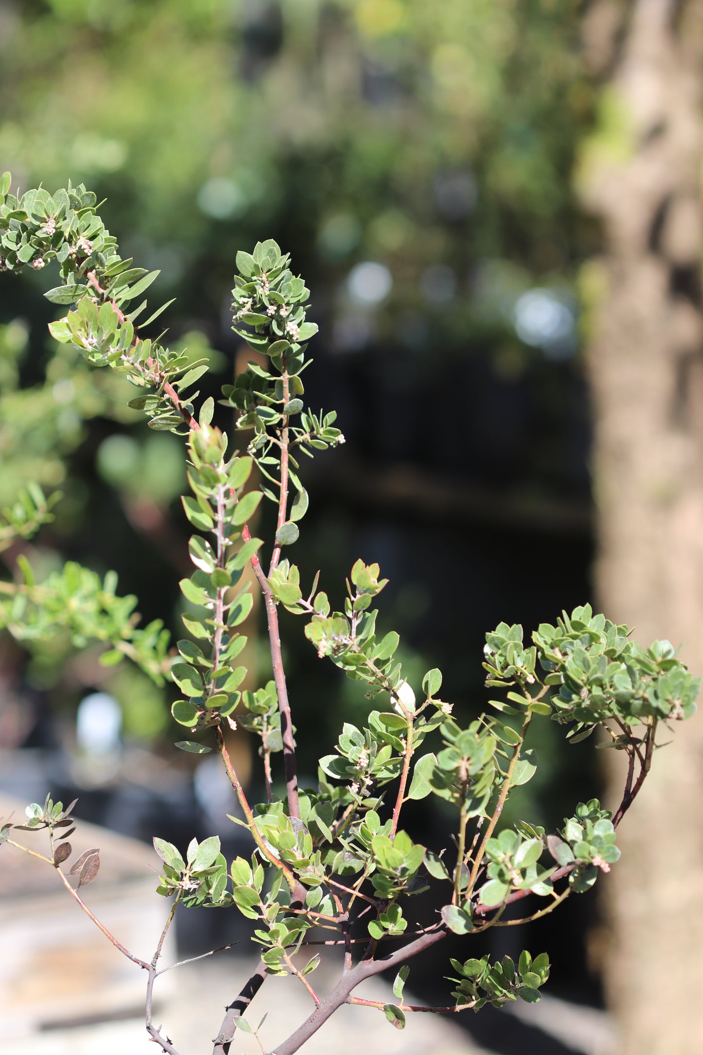*RETAIL - Arctostaphylos edmundsii 'Big Sur'