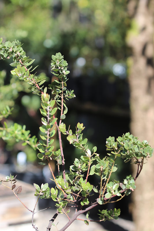 *RETAIL - Arctostaphylos edmundsii 'Big Sur'