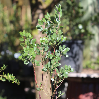 *RETAIL - Arctostaphylos 'Monica'