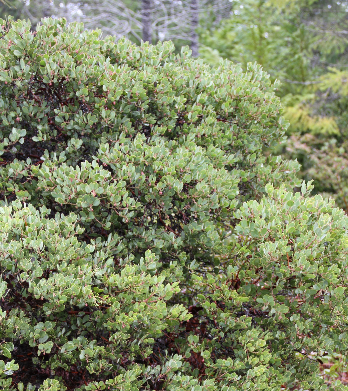 *RETAIL - Arctostaphylos nevadensis x canescens 'Bear Valley'