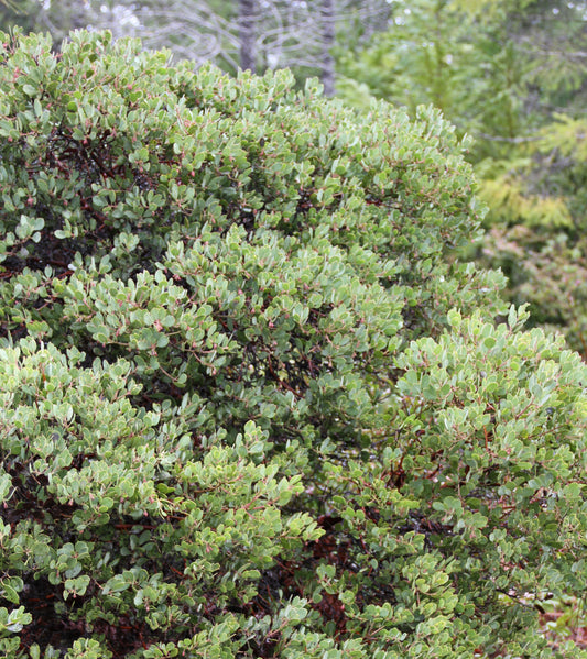 *RETAIL - Arctostaphylos nevadensis x canescens 'Bear Valley'