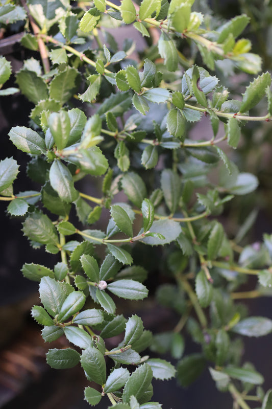 *RETAIL - Ceanothus gloriosus 'Anchor Bay'