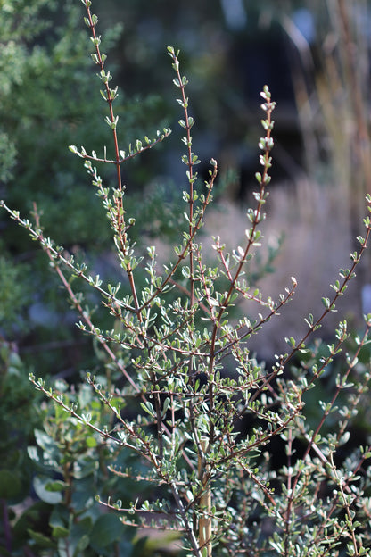 *RETAIL - Ceanothus cuneatus [fine leaf]