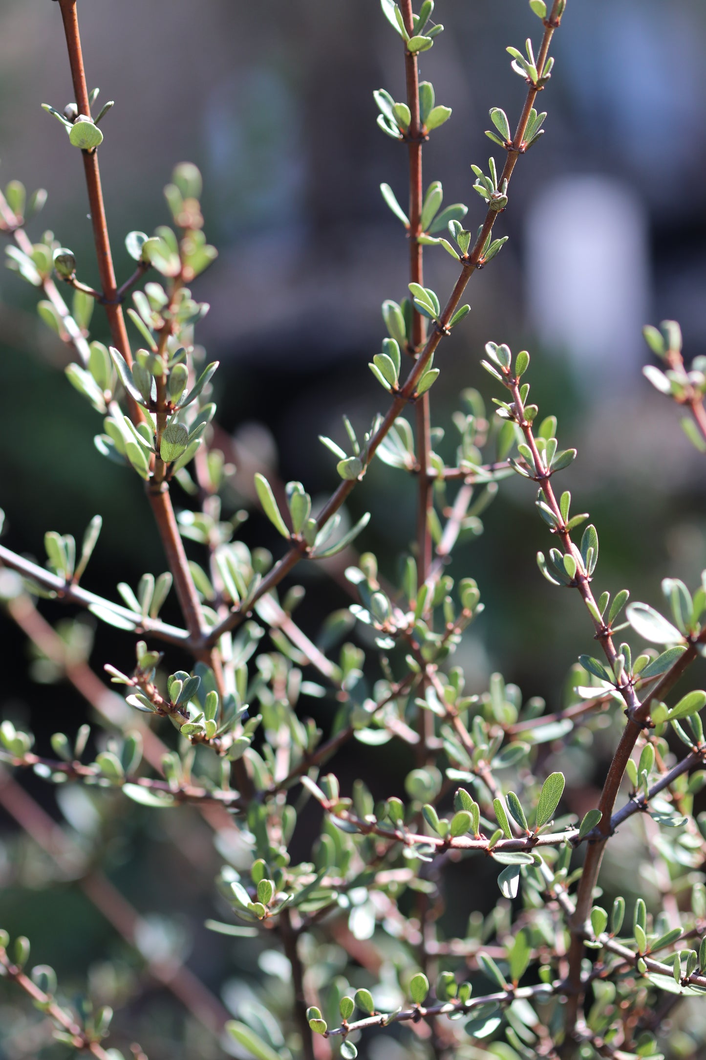 *RETAIL - Ceanothus cuneatus [fine leaf]