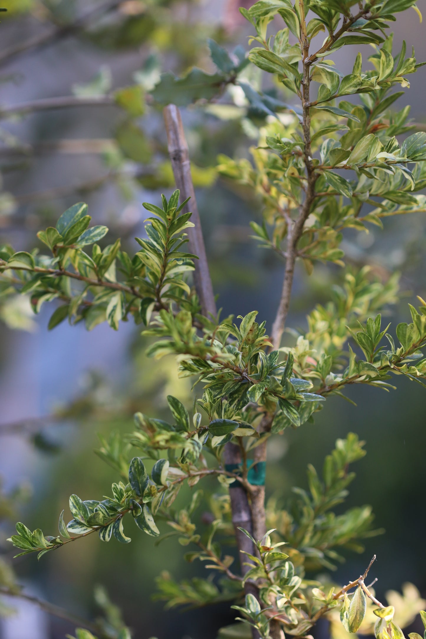 *RETAIL - Buxus sempervirens 'Golden Swirl'