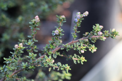 *RETAIL - Ceanothus 'Julia Phelps'