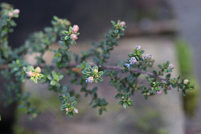 *RETAIL - Ceanothus 'Julia Phelps'