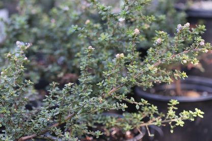 *RETAIL - Ceanothus 'Julia Phelps'