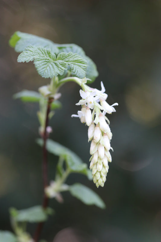 *RETAIL - Ribes sanguineum 'Sean's Best White'