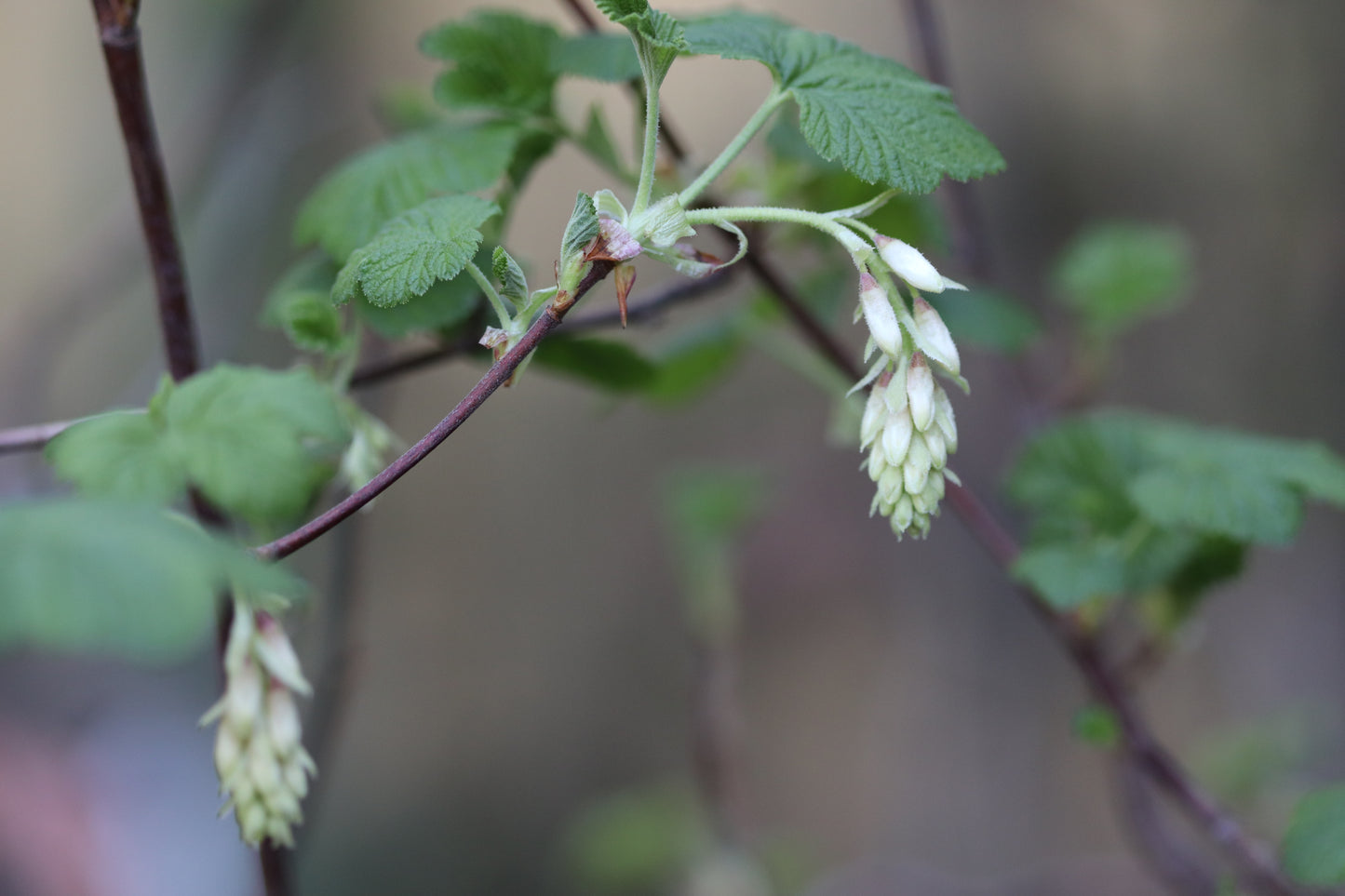 *RETAIL - Ribes sanguineum 'Sean's Best White'