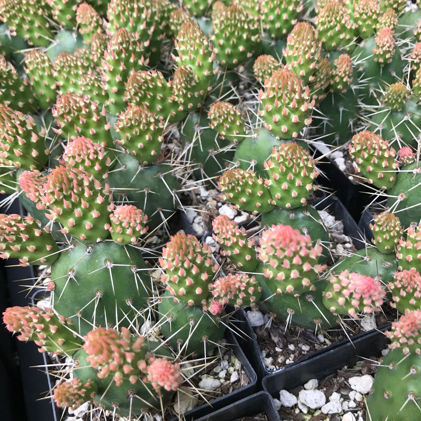 *RETAIL - Opuntia fragilis 'Neon Gold'