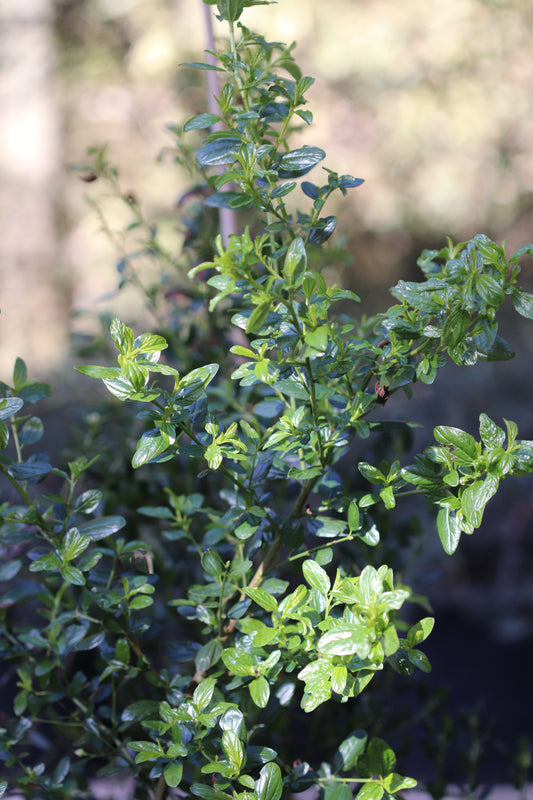 *RETAIL - Ceanothus thyrsiflorus 'Snow Flurry'