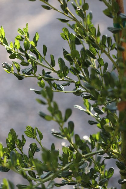 Ceanothus thyrsiflorus 'Oakridge'