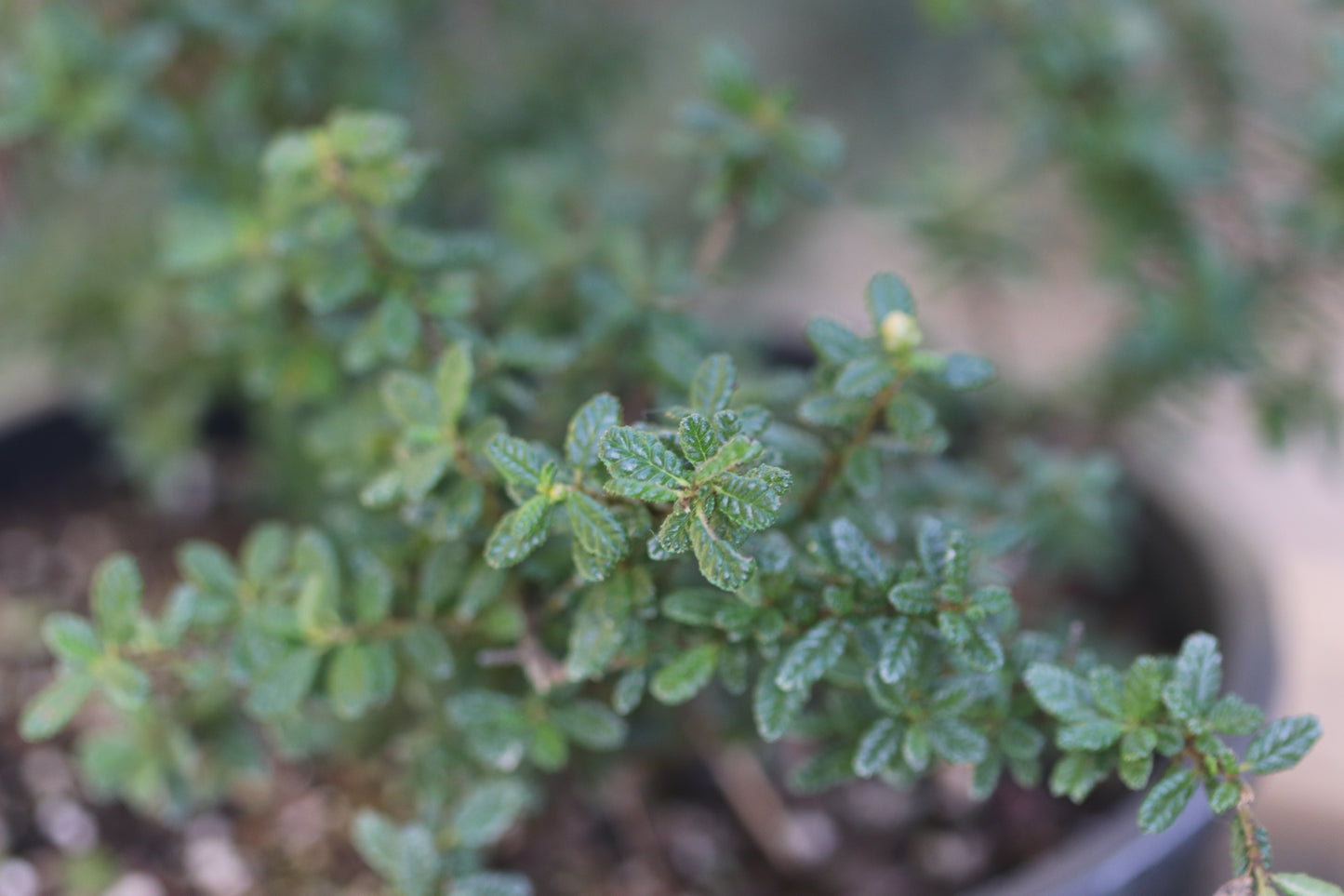 *RETAIL - Ceanothus 'Dark Star'