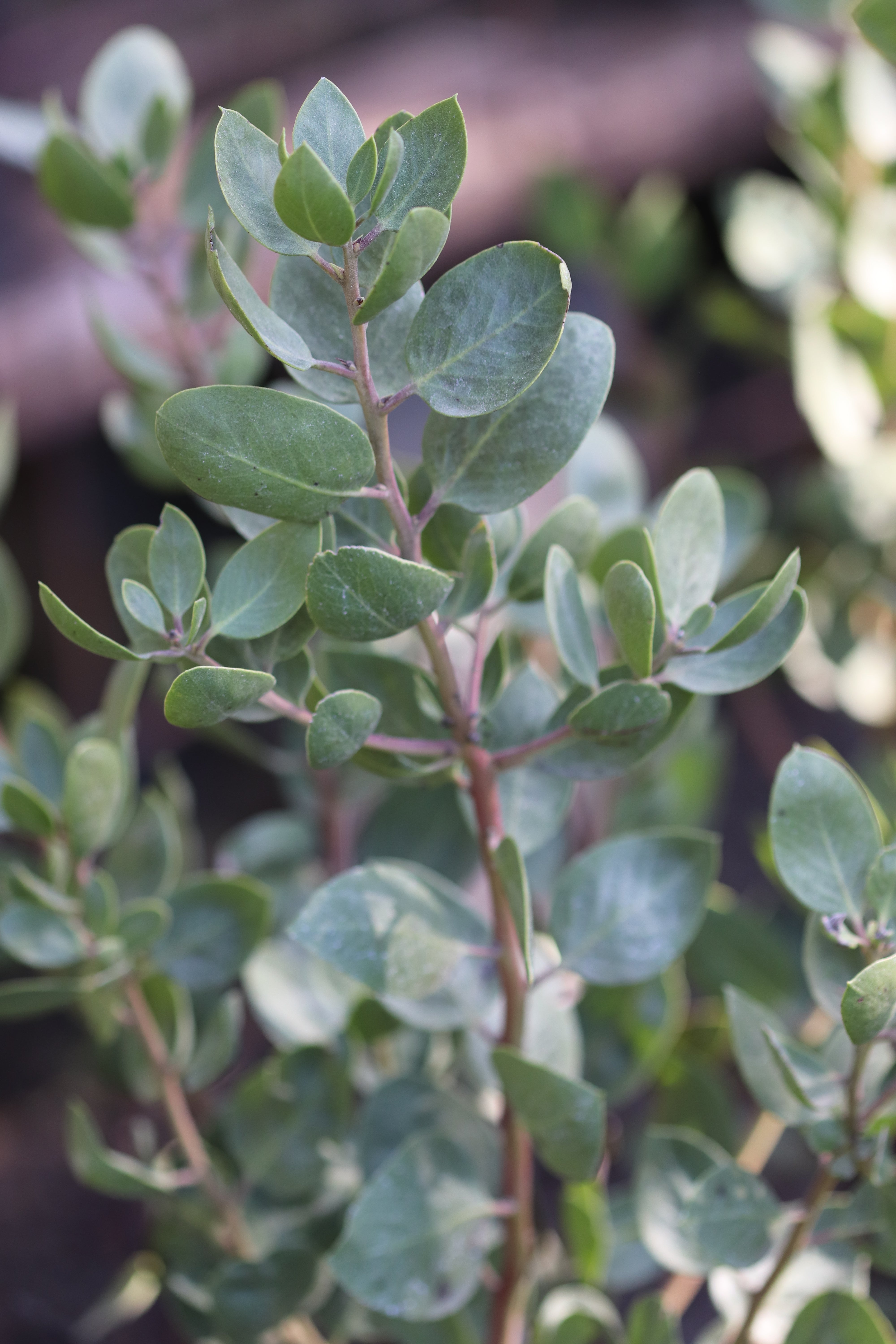 *RETAIL - Arctostaphylos manzanita 'Dr. Hurd' – Cistus Nursery