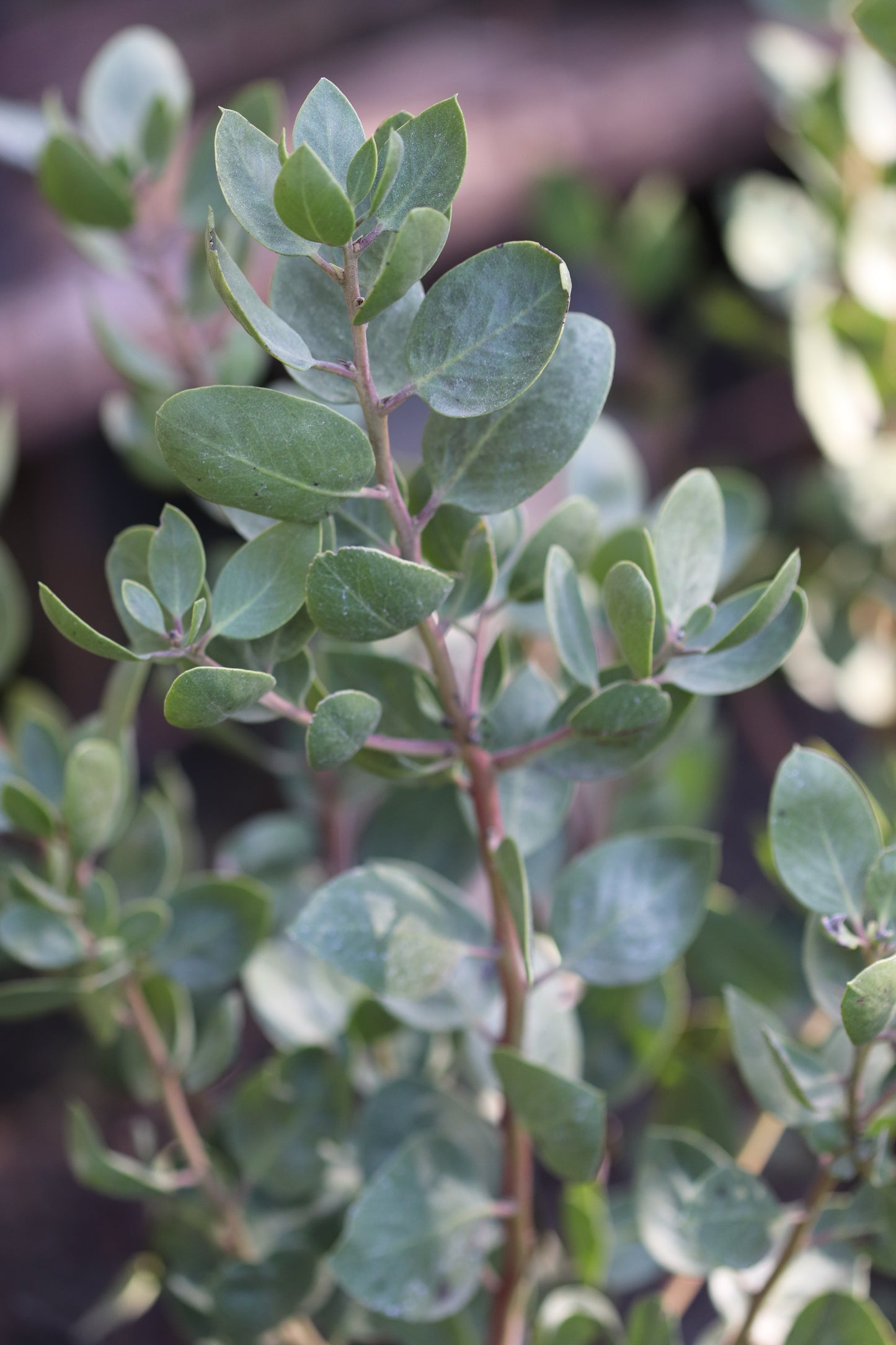 *RETAIL - Arctostaphylos manzanita 'Dr. Hurd' – Cistus Nursery