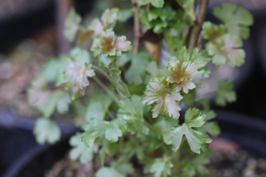 *RETAIL - Ribes aureum ssp. gracillimum