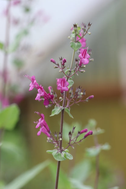 Lepechinia hastata