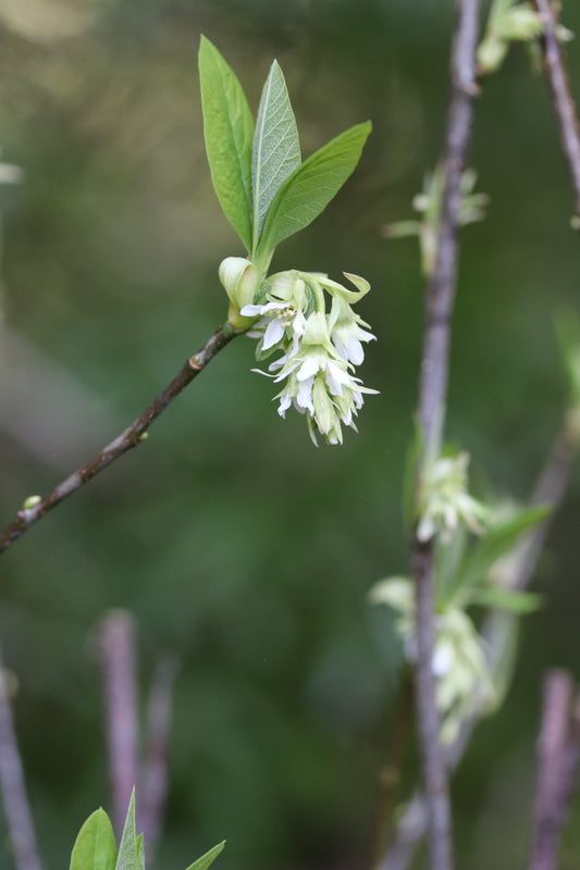 *RETAIL - Oemleria cerasiformis