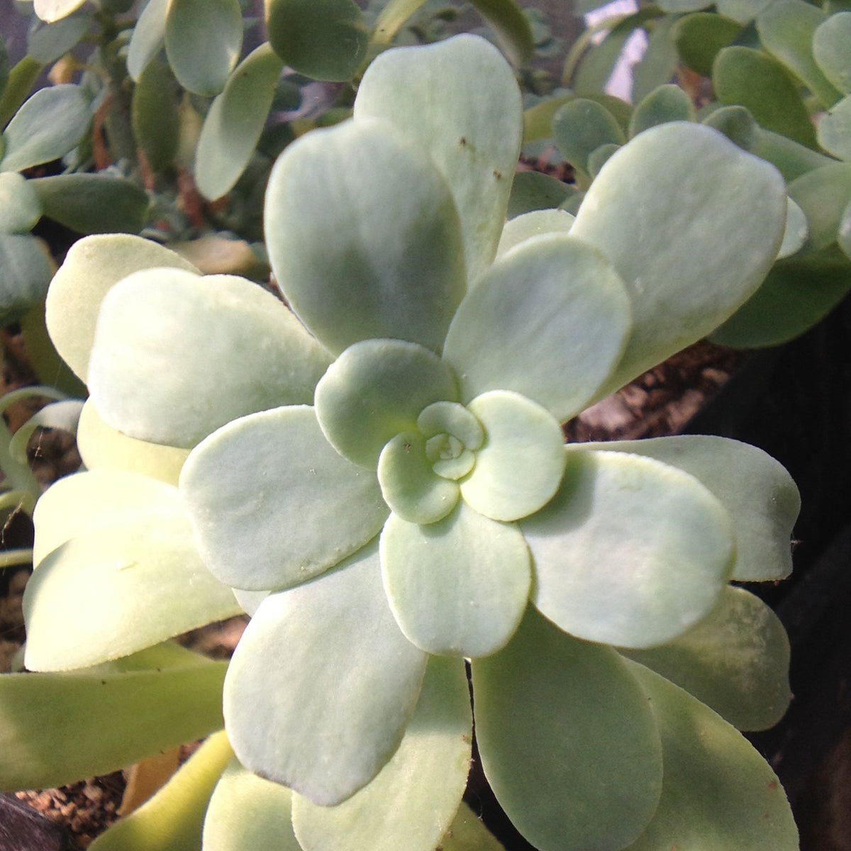 *RETAIL - Sedum palmeri