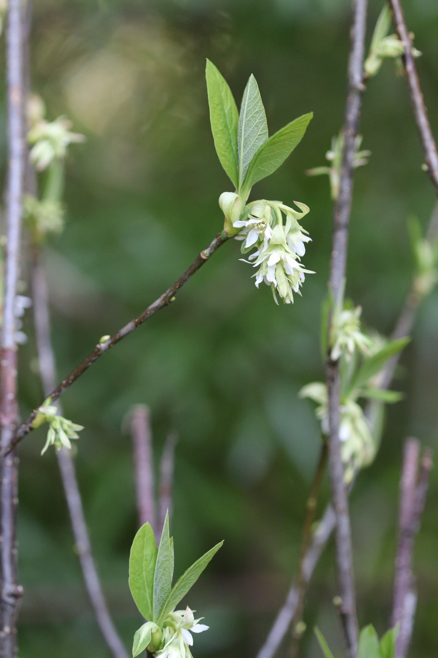 *RETAIL - Oemleria cerasiformis