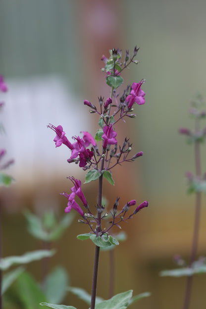 *RETAIL - Lepechinia hastata