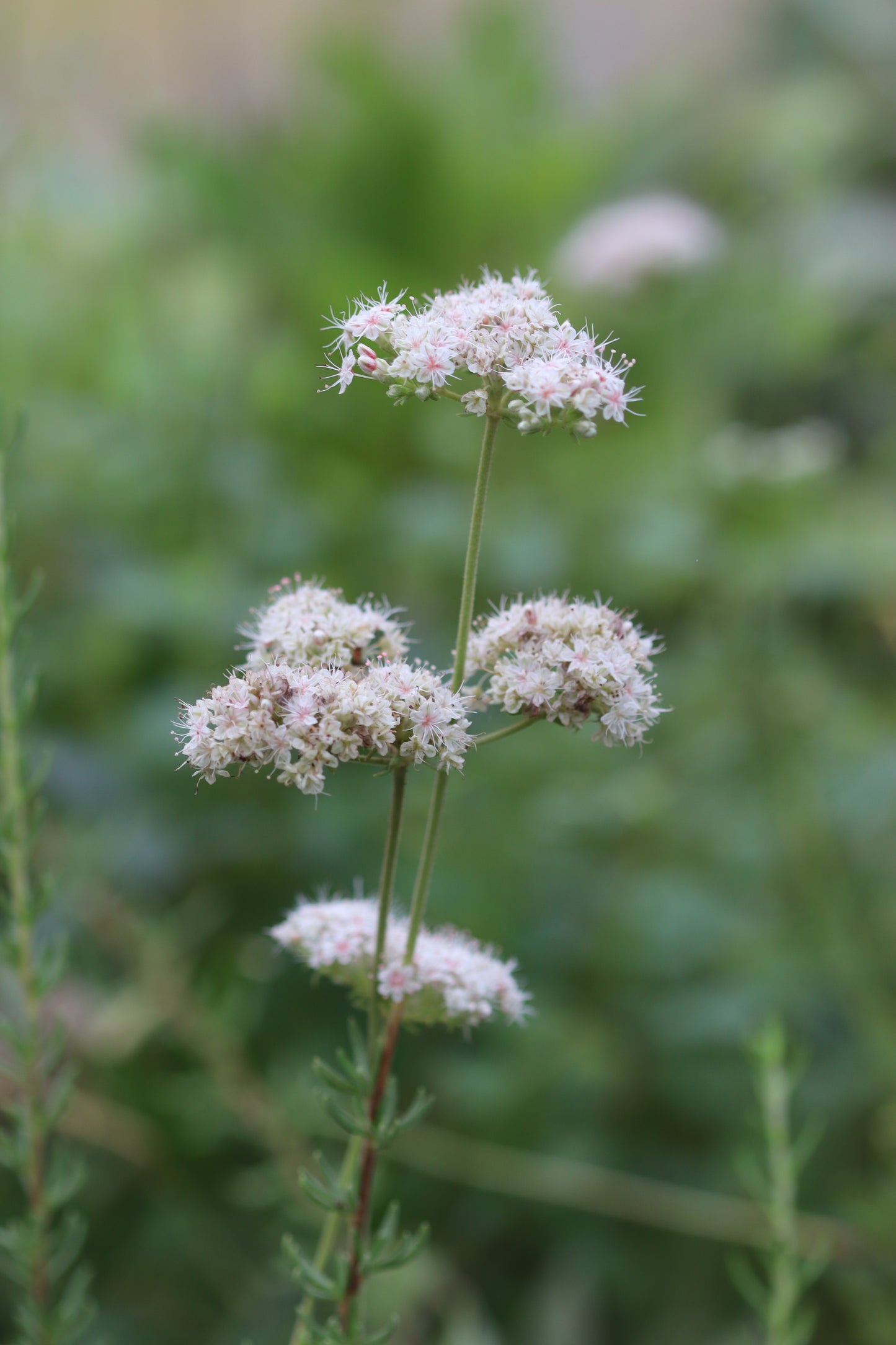 Eriogonum fasciculatum 23.0021