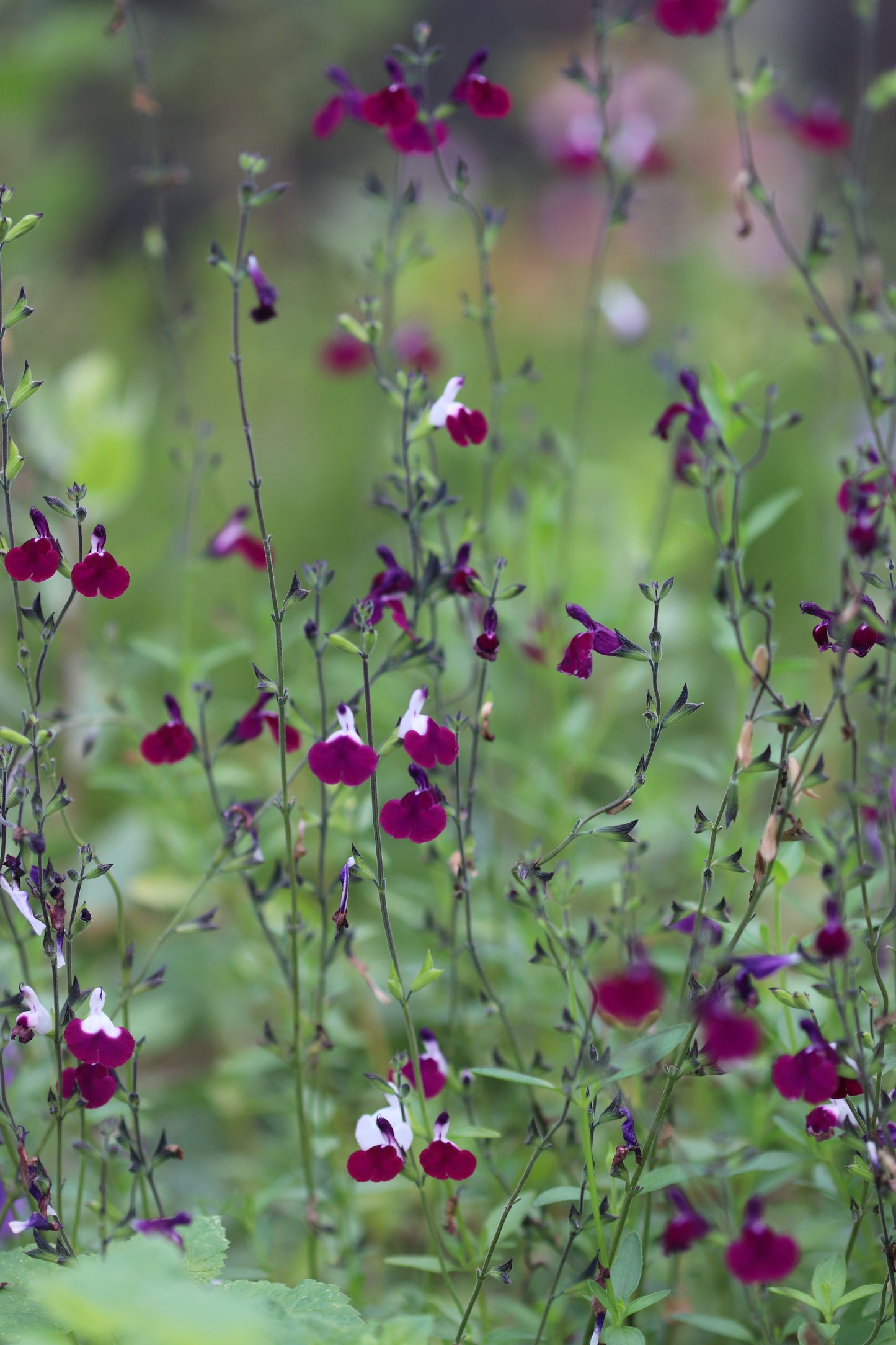 Salvia greggii 'Amethyst Lips'