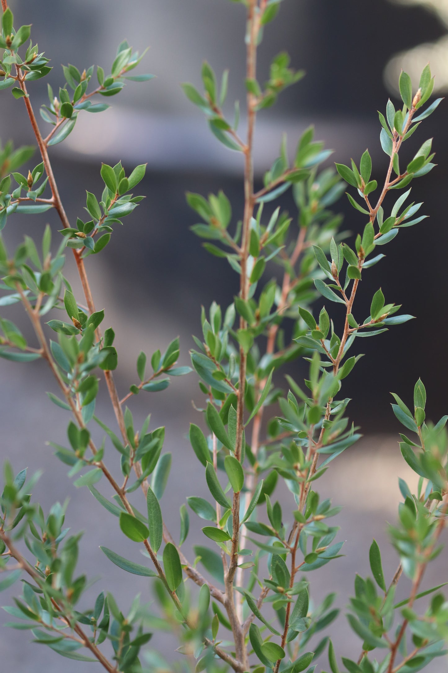 *RETAIL - Leptospermum namadgiensis