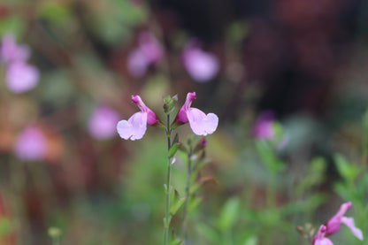 Salvia greggii 'Playa Rosa'