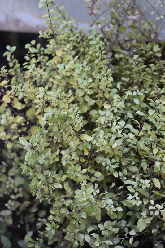 *RETAIL - Pittosporum tenuifolium 'Elfin'