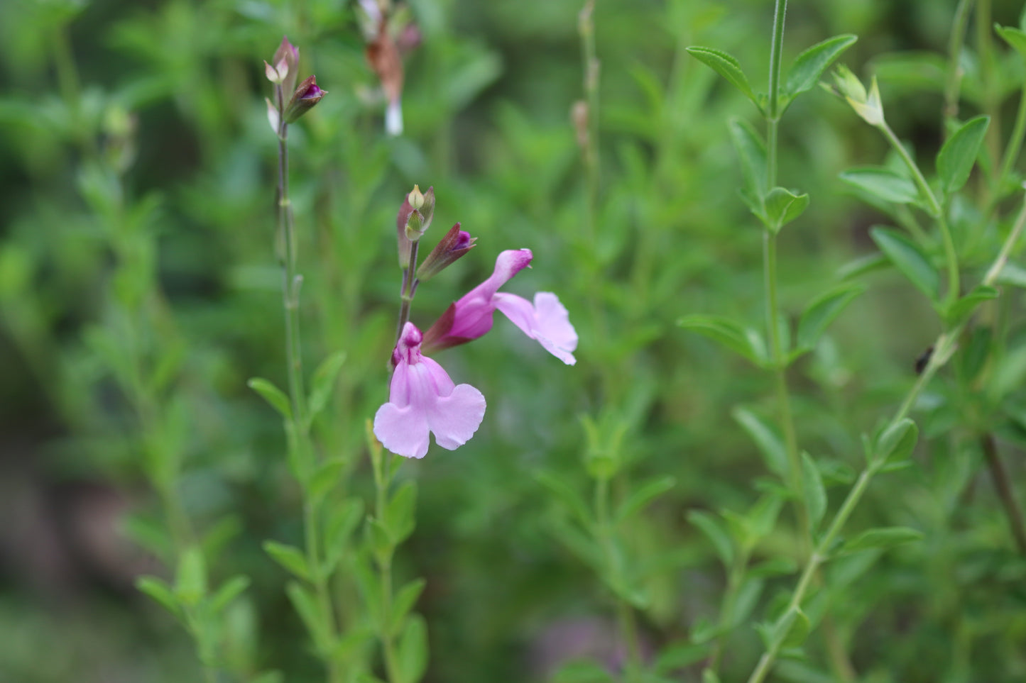 Salvia greggii 'Playa Rosa'