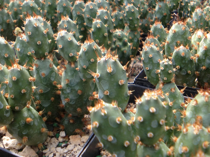 Opuntia fragilis var. denudata 'Bronze Beauty'