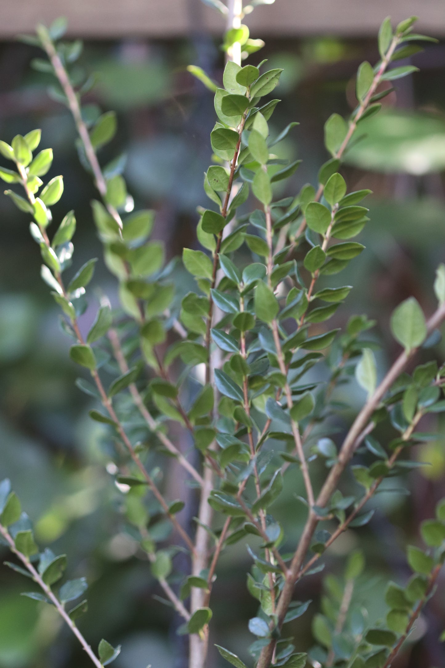 *RETAIL - Luma apiculata 'Nahuel Huapi'