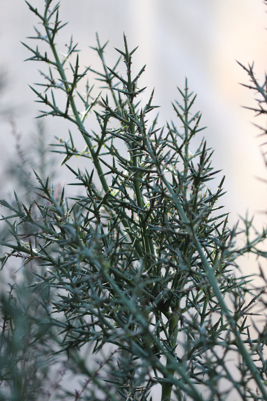 *RETAIL - Colletia hystrix