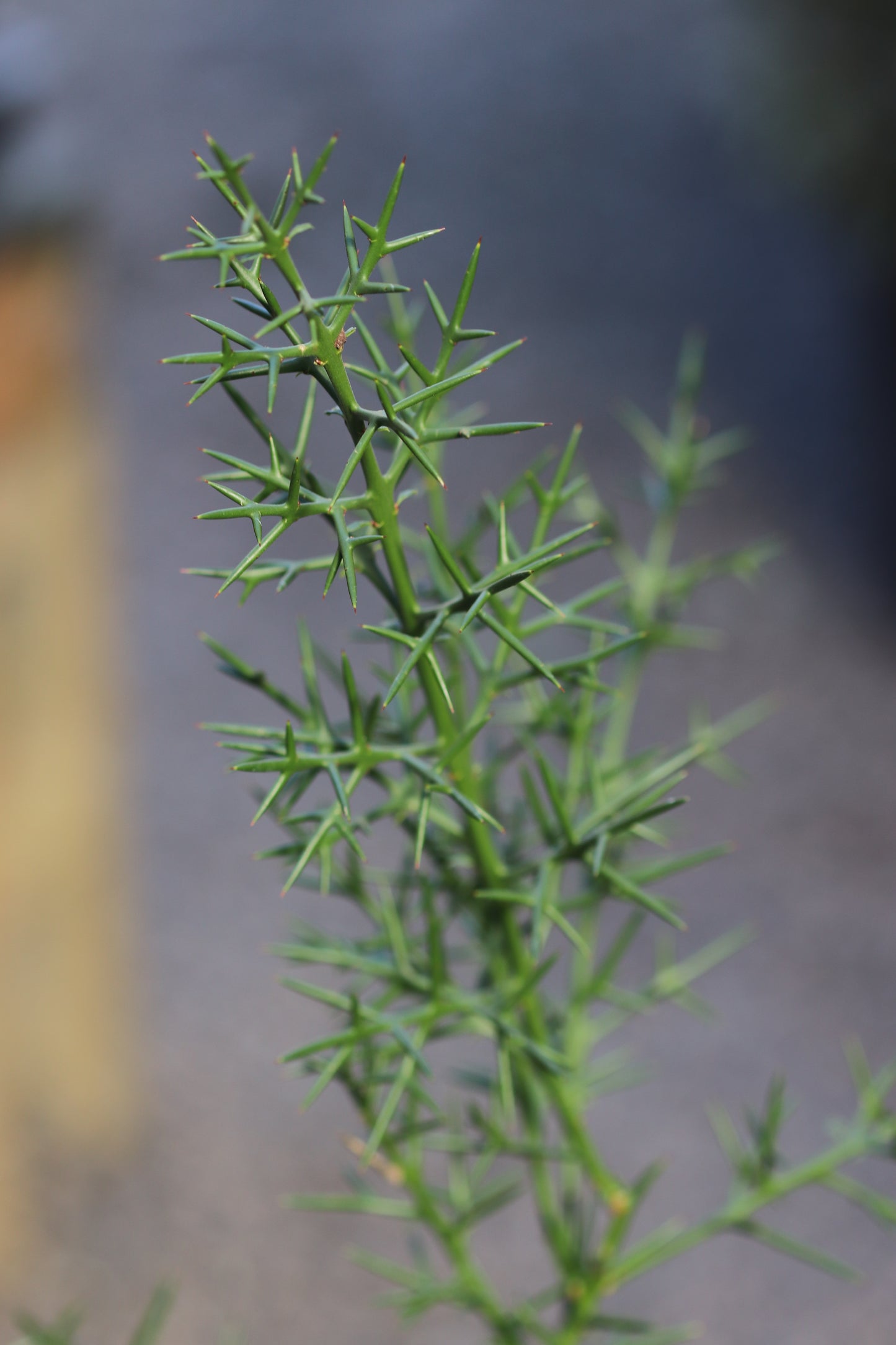 *RETAIL - Colletia hystrix