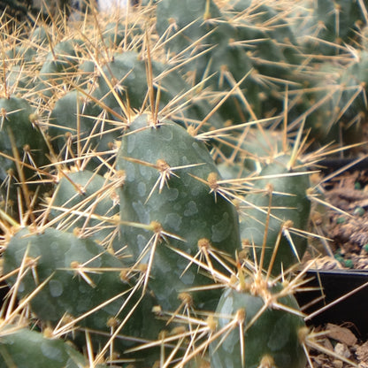 Opuntia erinacea 'Browse Cherry'